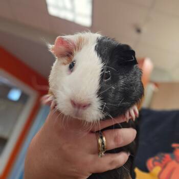 Rescue Guinea Pig Guinea Pigs for Adoption in Westminster, California - Pappy Van Winkle | PetCurious